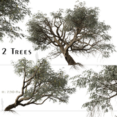 Set of Ghaf Tree ( Jand ) (2 Trees)