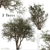 Set of Ghaf Tree (Prosopis cineraria) (2 Trees)