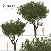 Set of Olive Tree (Olea europaea) (2 Trees)