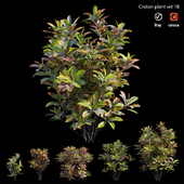 Croton plant set 18