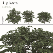 Set of Cercis chinensis Plants (Chinese redbud) (2 Plants)