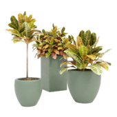 Plant Vase Croton