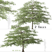 Set of Pagoda dogwood Tree (Cornus alternifolia) (2 Trees)