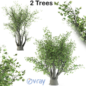 california sycamore V-ray (2 Trees)