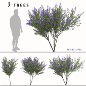 Set of Lagerstroemia indica Trees (Crepe myrtle) (3 Trees)