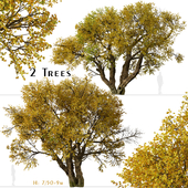 Set of Fremont cottonwood Tree (Populus fremontii) (2 Trees)