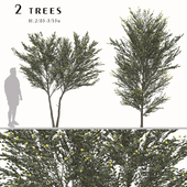 Set of Acacia podalyriifolia Trees (Pearl Acacia) (2 Trees)