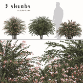 Set of Abelia grandiflora Trees (Pearl Acacia) (3 Shrubs)