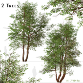 Set of Water Birch Trees (Betula occidentalis) (2 Trees)