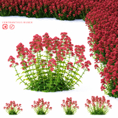 Valerian red flowers | Centranthus ruber