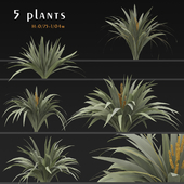 Set of Astelia chathamica Plants (Silver spear) (5 Plants)