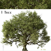 Acer macrophyllum Tree (Bigleaf maple) (1 Tree)