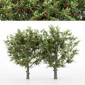 5diffrent tree Red Delicious Apple