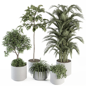 indoor Plant Set 257 - Plant Set in pot