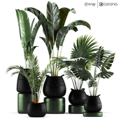 Indoor & outdoor plant set  - five plant in pot