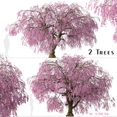 Set of Weeping Higan Cherry Trees (Prunus subhirtella Pendula) (2 Trees)