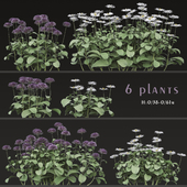 Set of Bellis perennis Flowering Plants (Common daisy) (6 Plants)