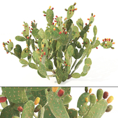 Cactus (Opuntia ficus-indica)