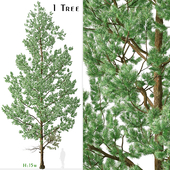 Douglas Fir Tree (Pseudotsuga menziesii) (1 Tree)
