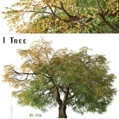 California black oak Tree (Quercus kelloggii) (1 Tree)