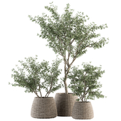 indoor Plant Set 275 - Olive Plants Set in pot