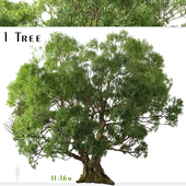 Cinnamomum camphora Tree (Camphor) (1 Tree)