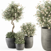 Outdoor Plant Set 239 - Flower Tree in Pot