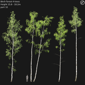 Birch forest part 10 (V-ray)
