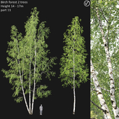 Birch forest part 11 (V-ray)