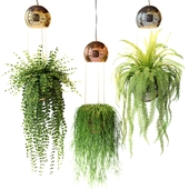 Metal balls lamps with ampelous plants