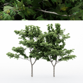 4diffrent tree Japanese-Maple