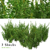 Set of Common Nettle Plants (Urtica dioica) (3 Shrubs)
