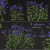 Set of Borago officinalis Plants (Starflower) (3 Plants)