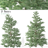 Set of White fir Trees (Abies concolor) (2 Trees)