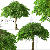 Set of Catalpa bungei Tree (Manchurian catalpa) (2 Trees)