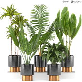 indoor flower pot set _ 5 plant