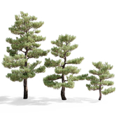 Pines (pinus)