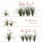 Set of Hemerocallis Fulva Flowering plants (Orange daylily) (5 Plants)