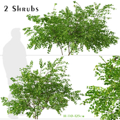 Set of Bramble plants (Rubus fruticosus) (2 Shrubs)