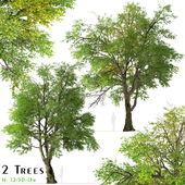 Set of Oregon ash Tree (Fraxinus latifolia) (2 Trees)