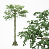 Kapok tree