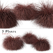 Set of Carex comans Plants (New Zealand Hair Sedge) (3 Shrubs)