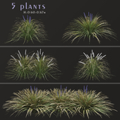 Set of Ophiopogon jaburan Plants (Dwarf lilyturf) (5 Plants)