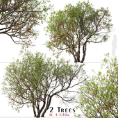 Set of Bitter cherry Tree (Prunus emarginata) (2 Trees)