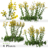 Set of Senecio jacobaea wild flowers (Tansy ragwort) (4 Plants)