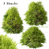 Set of Golden Privet Shrubs (Ligustrum ovalifolium) (3 Plants)