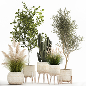 Collection of plants in white baskets with pampas grass, tree, olive, cactus, Cereus, hazel, hazel. Set 1035.