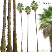 Set of Mexican fan palm Trees (Washingtonia robusta) (3 Trees)
