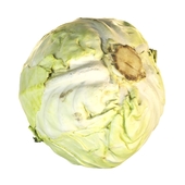 4k White cabbage