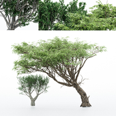 2Different tree-Acacia-African-Olive